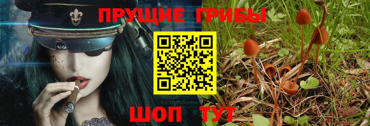 Псилоцибиновые грибы Psilocybine cubensis Новотроицк